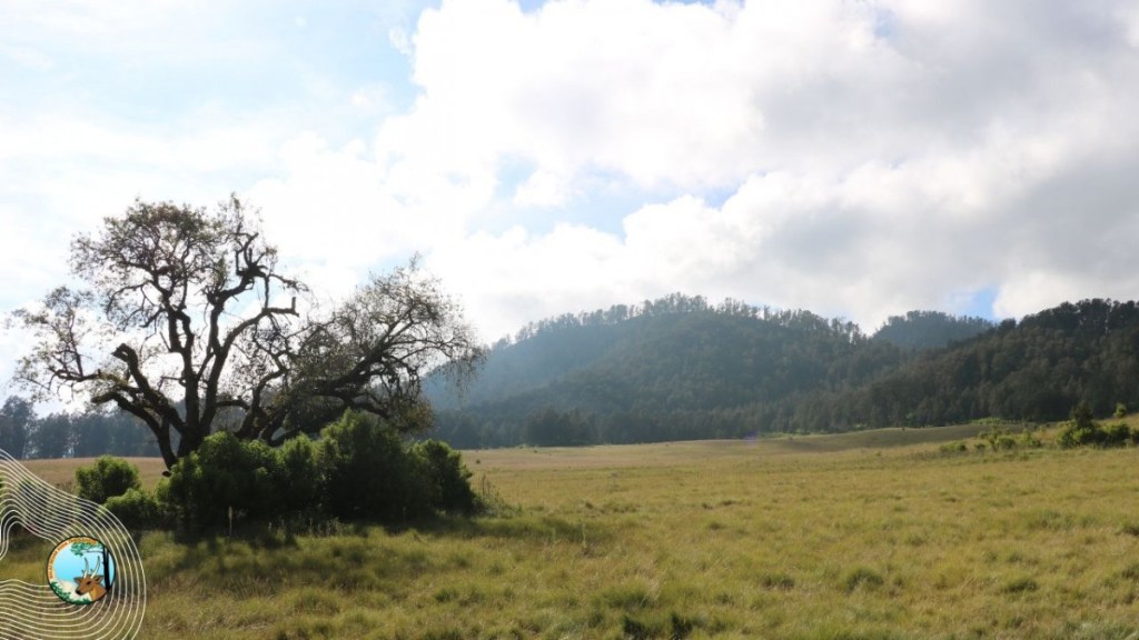 Pasca Kebakaran, Gunung Argopuro Kembali Dibuka untuk&nbsp;Umum