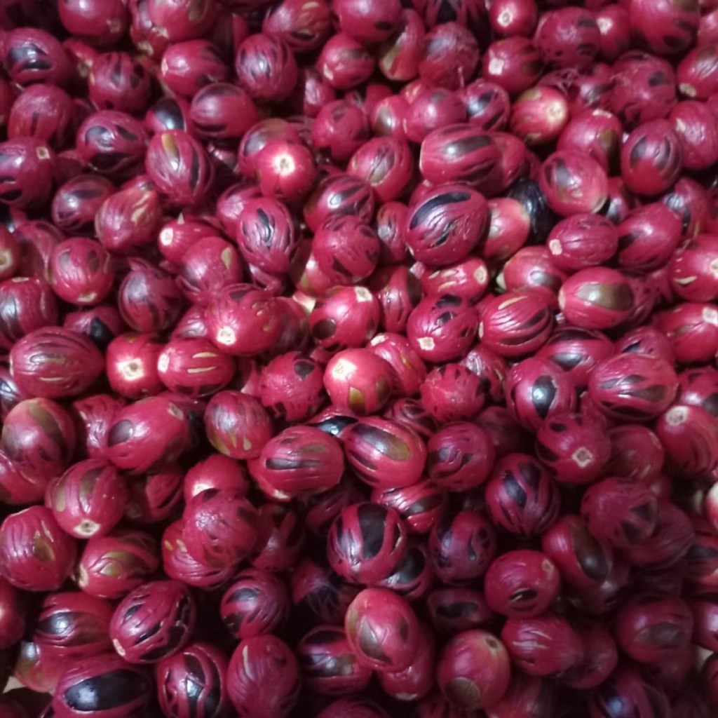 Maluku Ekspor 8,7 Ton Pala ke Belanda, Nilainya Rp1,47&nbsp;Miliar