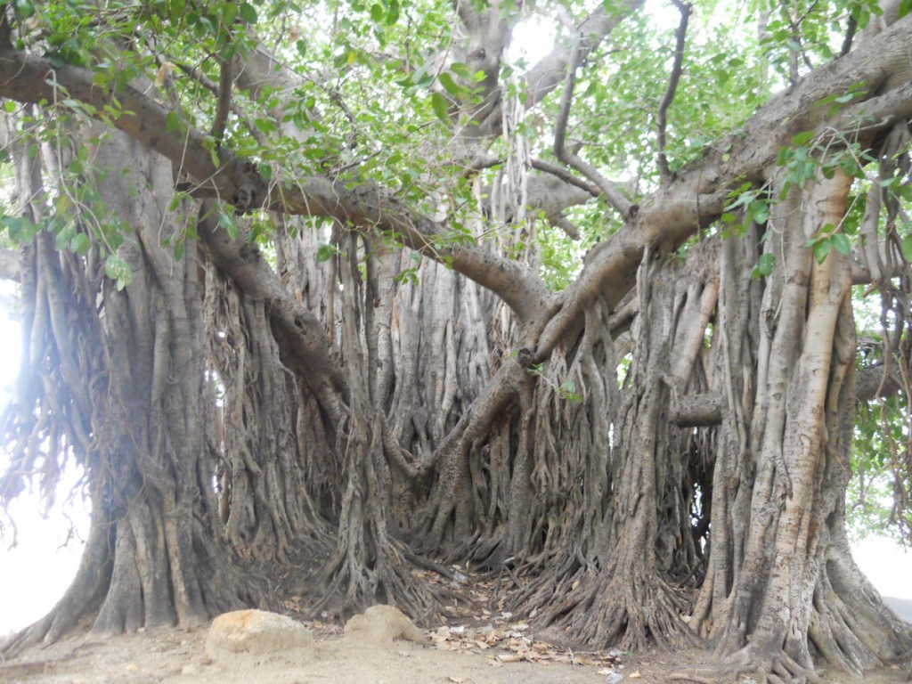 Berkat Mitos Pohon Angker, Desa Margoyoso Berubah dari Daerah Kering jadi Sumber Mata&nbsp;Air