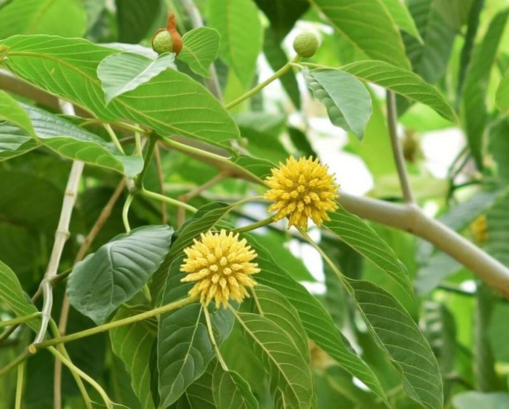 Mengenal Tanaman Kratom, dari Ciri Hingga Manfaat&nbsp;Daunnya