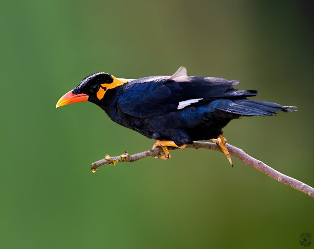 Burung Beo Simeulue, si Cantik Bersiul Merdu dari&nbsp;Sumatra