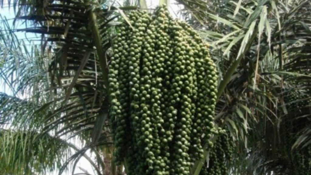 Tak Melulu soal Ekonomi, Inilah Arti Penting Pohon Seho bagi Orang&nbsp;Minahasa