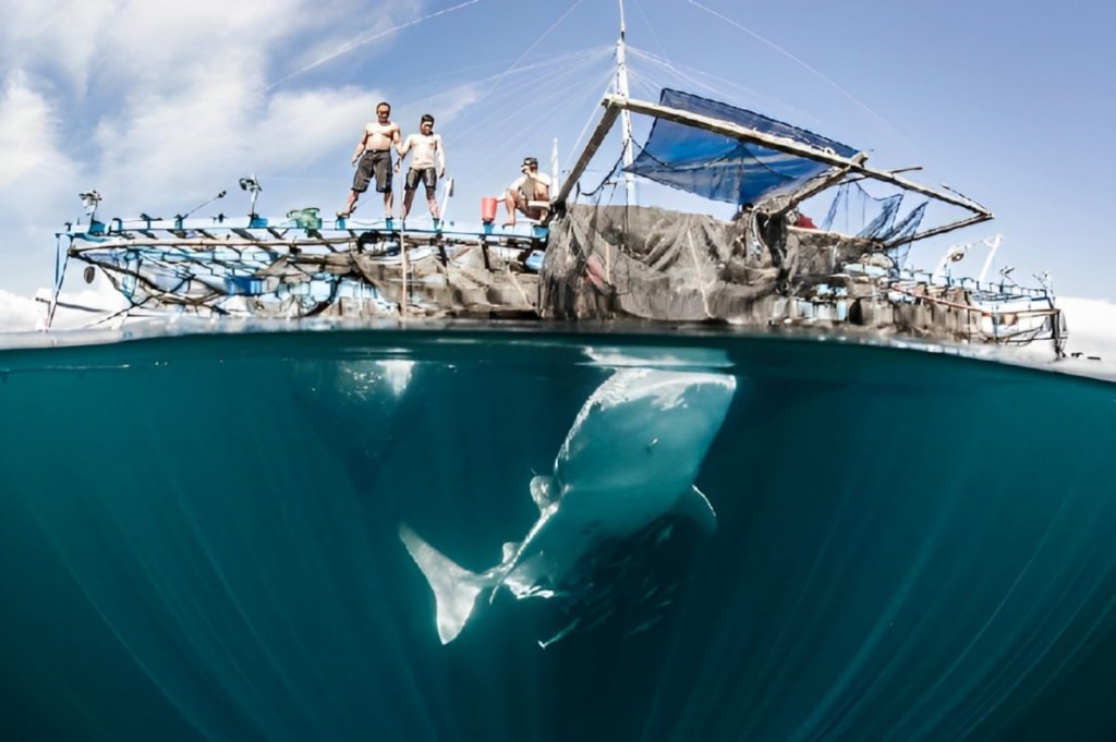 Prancis Beri Hibah 500 Ribu Euro untuk Konservasi Hiu Paus di Teluk&nbsp;Saleh