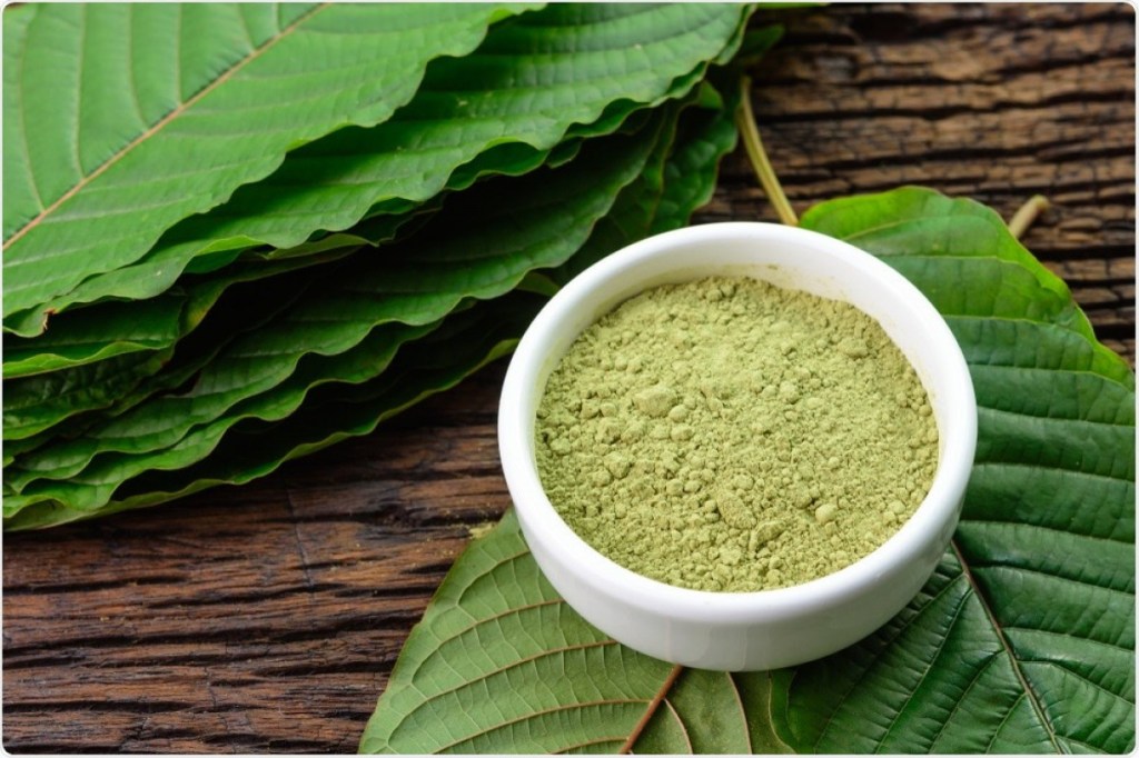 Sejarah Konsumsi Kratom, Sudah Digunakan Sejak Abad ke 19 untuk Pengobatan Herbal