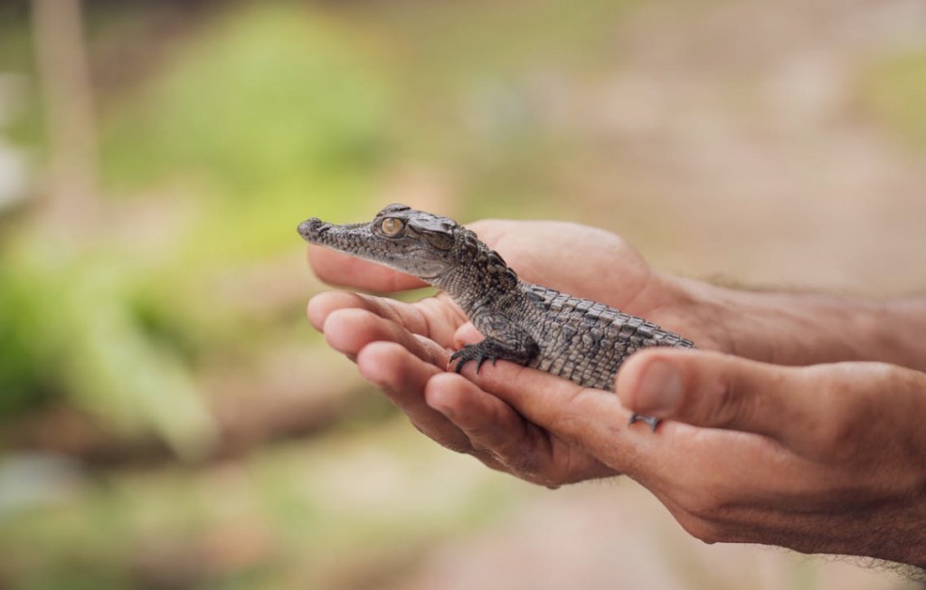 Mitos Kembar Buaya, Cerita Rakyat Masyarakat Suku Paser, Kalimantan&nbsp;Timur