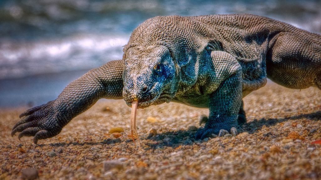 Demi Konservasi, Pemerintah Berencana Tutup Taman Nasional Komodo untuk Wisata pada&nbsp;2025
