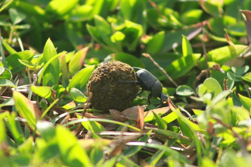 Gemar Mengumpulkan Kotoran, Kumbang Kotoran Ternyata Penting untuk Ekosistem!
